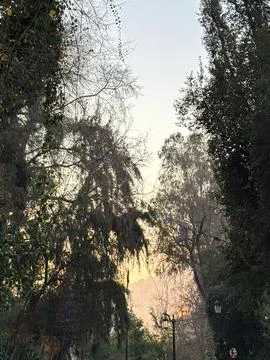 Path in the park at dawn Stock Photos