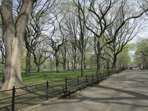 Path in the Park with dry trees Stock Photos