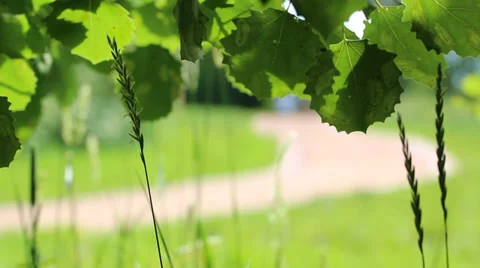 Path in the park Stock Footage 39564890