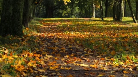 Path in the park Video stock 81363909