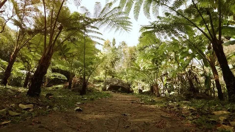 A path in a park with giant ferns Stock-Footage 89422689