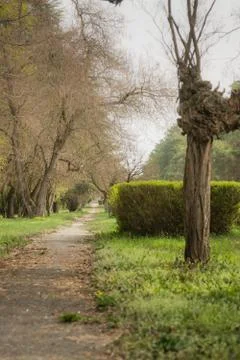 Path in park, green background Fotos de archivo