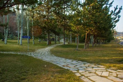 Path in the park with green pine trees Foto stock