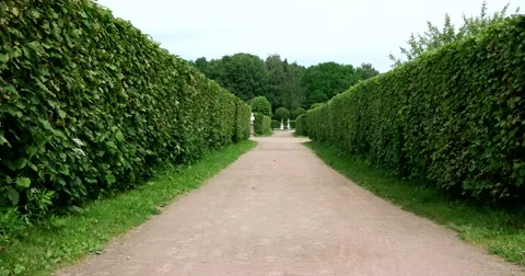 Path in the Park of Kuskovo. Stock Footage 65041673