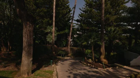 Path In Park Of Mexico Between Various Plants. Stock Footage 240602801