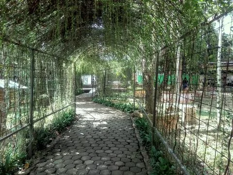 A path in the park with a natural backdrop and shady trees. Stock Photos