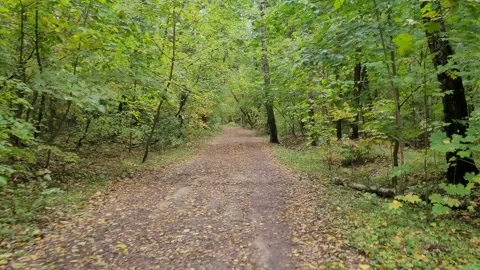 Path in the park or forest  in autumn Video stock 213595246