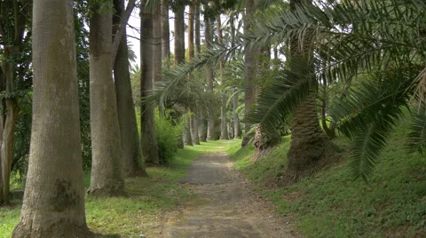Path in a park with palm trees in Nice Stock Footage 61066717