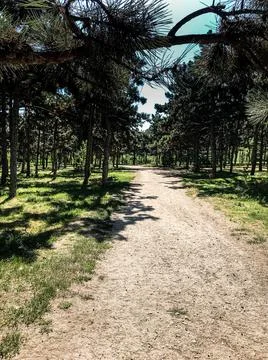 A path in the park. A path in the woods. The track in the park Stock-Fotos