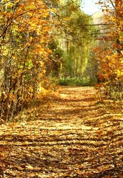 Path in the park. Stock Photos