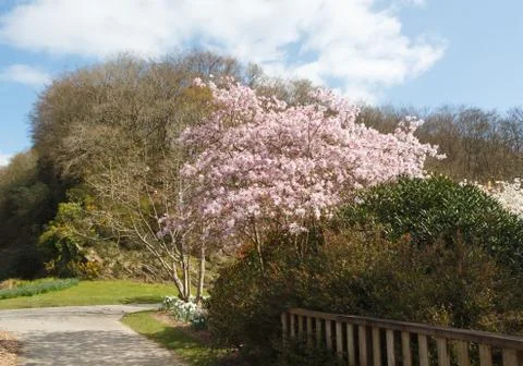 Path in a park Stock Photos