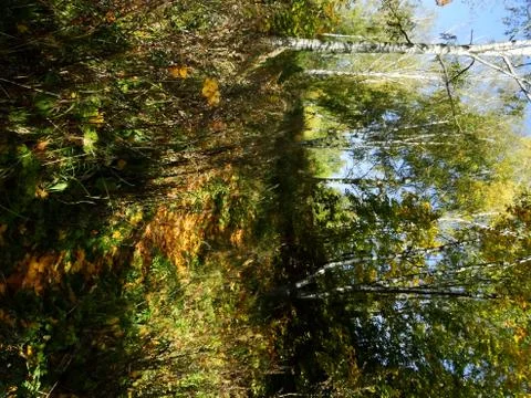 Path in the park Stock Photos