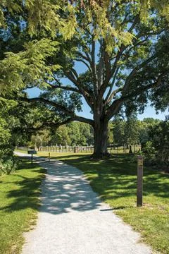 Path into the park Stock Photos