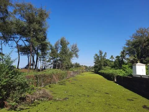 Path in the park Stock Photos