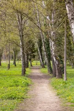 Path in the park in spring. Landscape with trees and grass Stock Photos