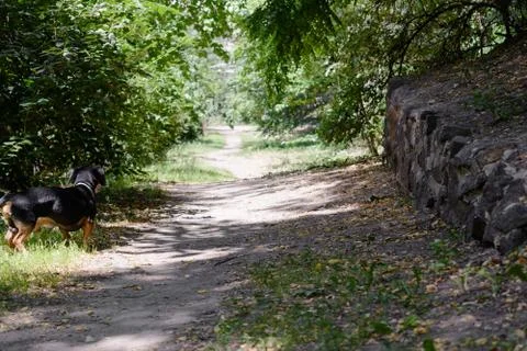 Path in park in summer Stock Photos