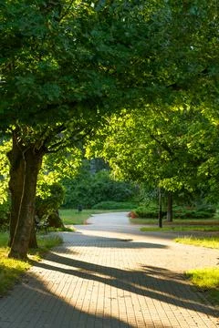 Path in the park at sunset. Beautiful landscape. Stock Photos