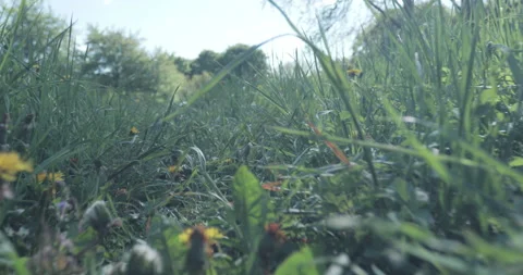 A path in the park surrounded by different grasses, movement along the path low Stock Footage 131383743