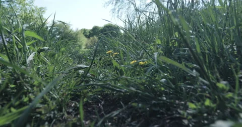 A path in the park surrounded by different grasses, movement along the path low Stock Footage 131384337