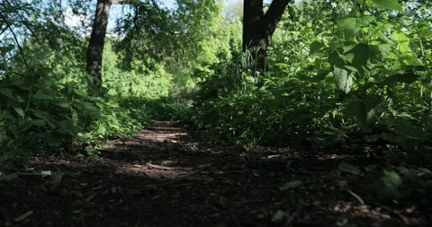 A path in the park surrounded by different grasses, movement along the path low Stock Footage 131388844