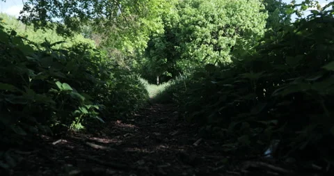 A path in the park surrounded by different grasses, movement along the path low Stock Footage 131389125