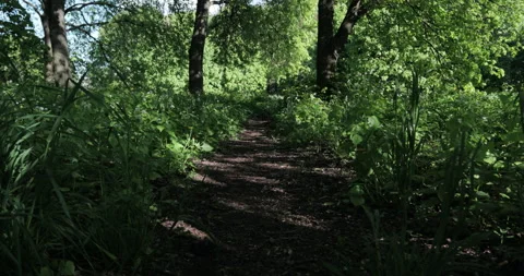 A path in the park surrounded by different grasses, movement along the path low Stock Footage 131389285