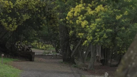 A path on a park surrounded by trees and a lake shore with waves at background. Stock Footage 248330473
