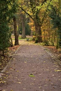 Path in the park surrounded by trees in autumn Stock Photos