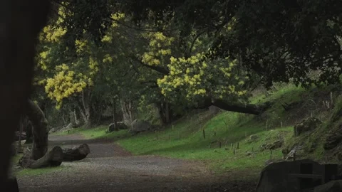 A path on a park surrounded by trees moving by the wind. Stock Footage 248330499