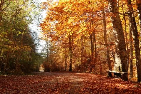 Path in the park surrounding Rila Monastery in autumn with bench Stock Photos