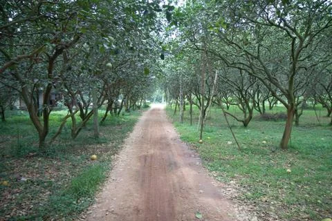 Path in the park on tree grapefruit garden Stock Photos