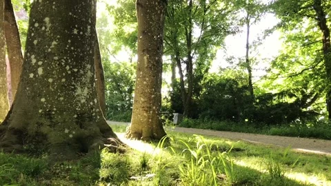Path in a park with trees and grass Stock Footage 304440813