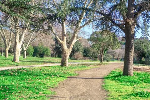 Path in a park with trees and grass Stock Photos