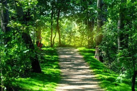The path in the park, which began to be ennobled Foto stock