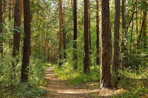 The path passes between the trunks of pine trees and a dense thicket Stock Photos