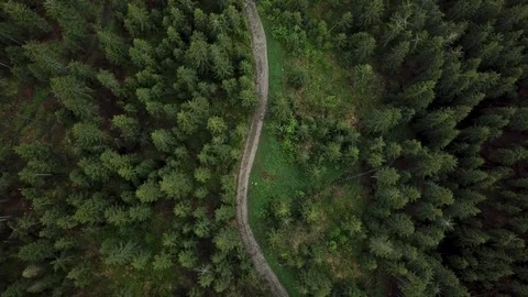 A path that passes through a fir forest. A panorama filmed with the drone above  Stock Footage 126428370