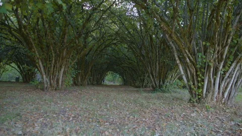Path passing through tree canopy Stock Footage 87808425