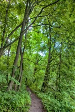 Path, Pathway In Summer Deciduous Forest Trees. Stock Photos
