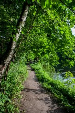 Path, Pathway In Summer Deciduous Forest Trees. Stock Photos