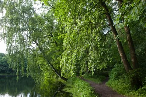 Path, Pathway In Summer Deciduous Forest Trees. Stock Photos