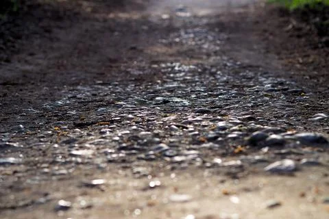A path of pebbles into the forest Stock Photos