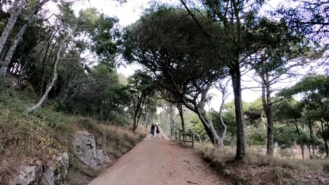 PATH WITH PEOPLE BETWEEN THE TREES Stock Footage 94230513