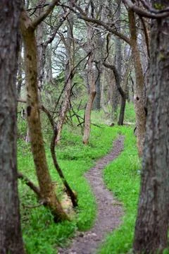 The Path Stock Photos