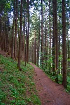 The path Stock Photos