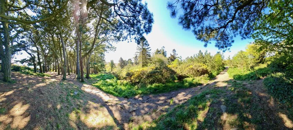 The path Stock Photos