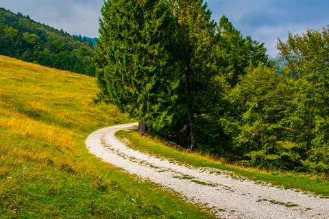 Path pine and clouds Stock Photos