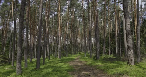 Path in a pine forest, 4K Stock Footage 244334183