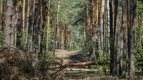Path in a pine forest and fallen tree Stock Photos