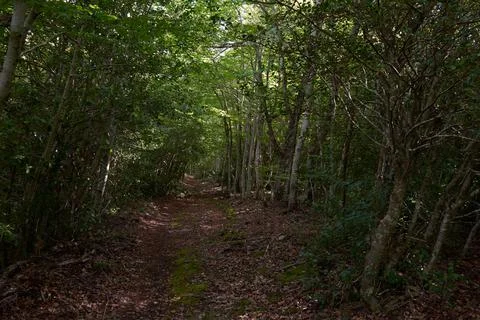 A path in a pine forest on an autumn day Stock Photos