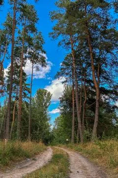 A path in a pine forest, countryside Stock Photos